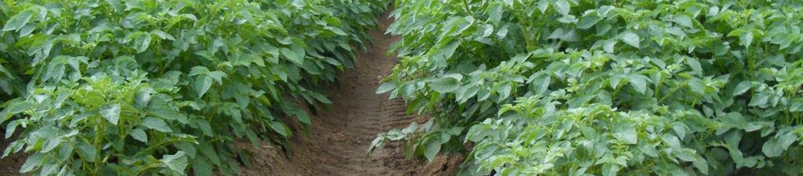 Potato crops in field