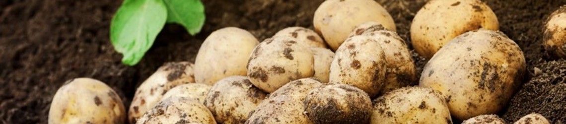 Potato crop